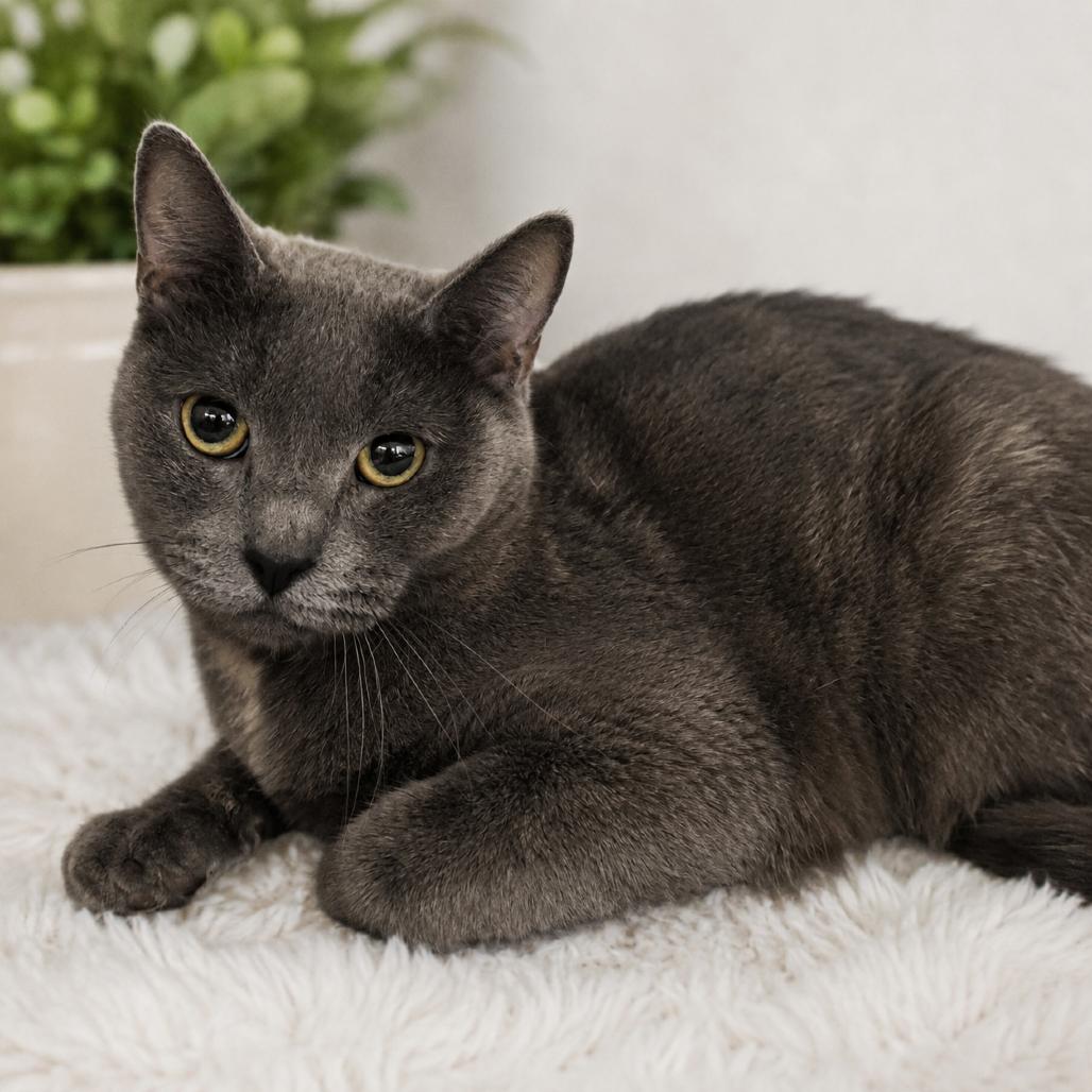 Rhiannon, Adoptable, Young Female Domestic Short Hair.