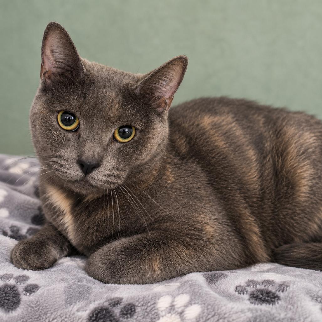 Enlarge Rhiannon, a Adoptable Domestic Short Hair in Henderson, NV image 2/3