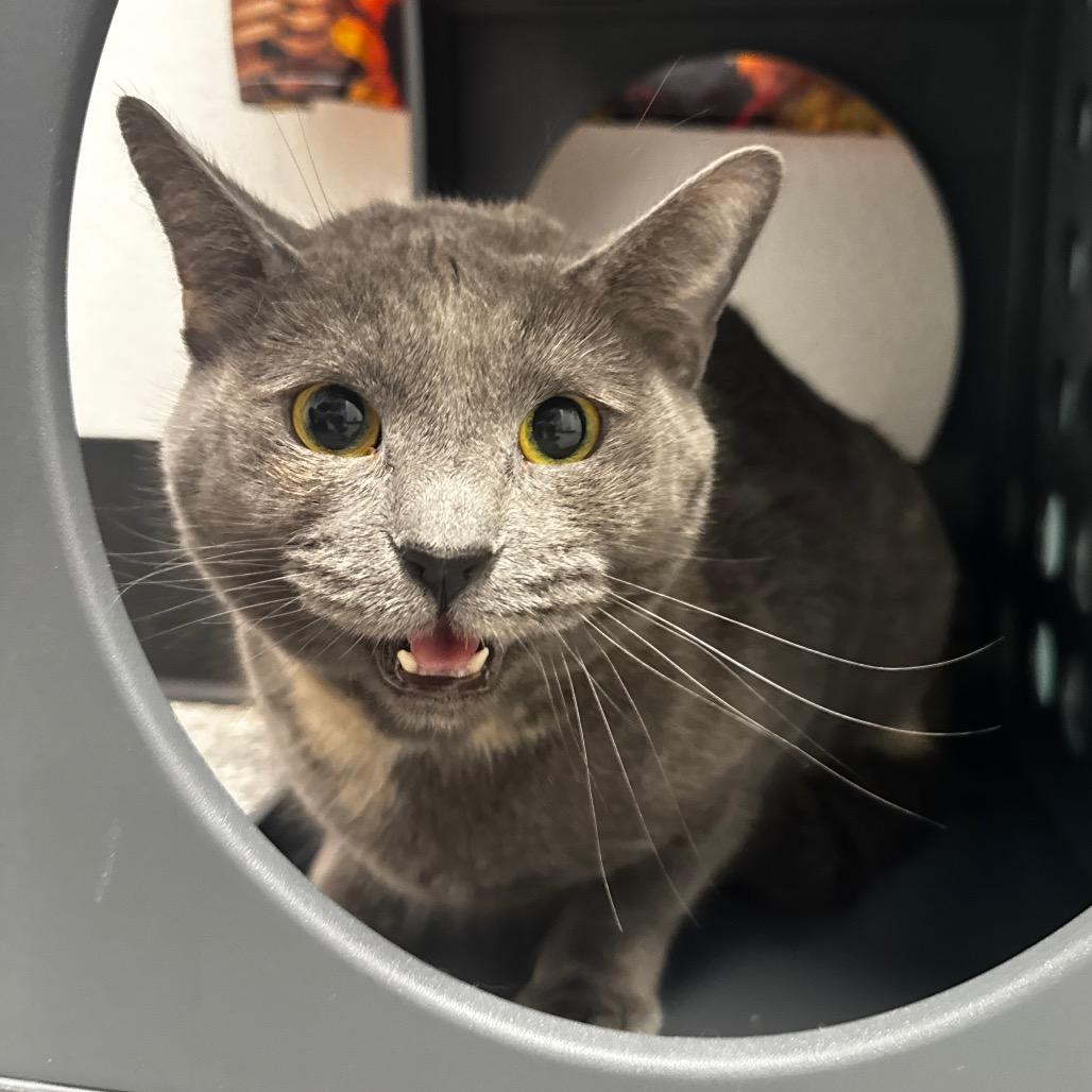 Enlarge Rhiannon, a Adoptable Domestic Short Hair in Henderson, NV image 3/3