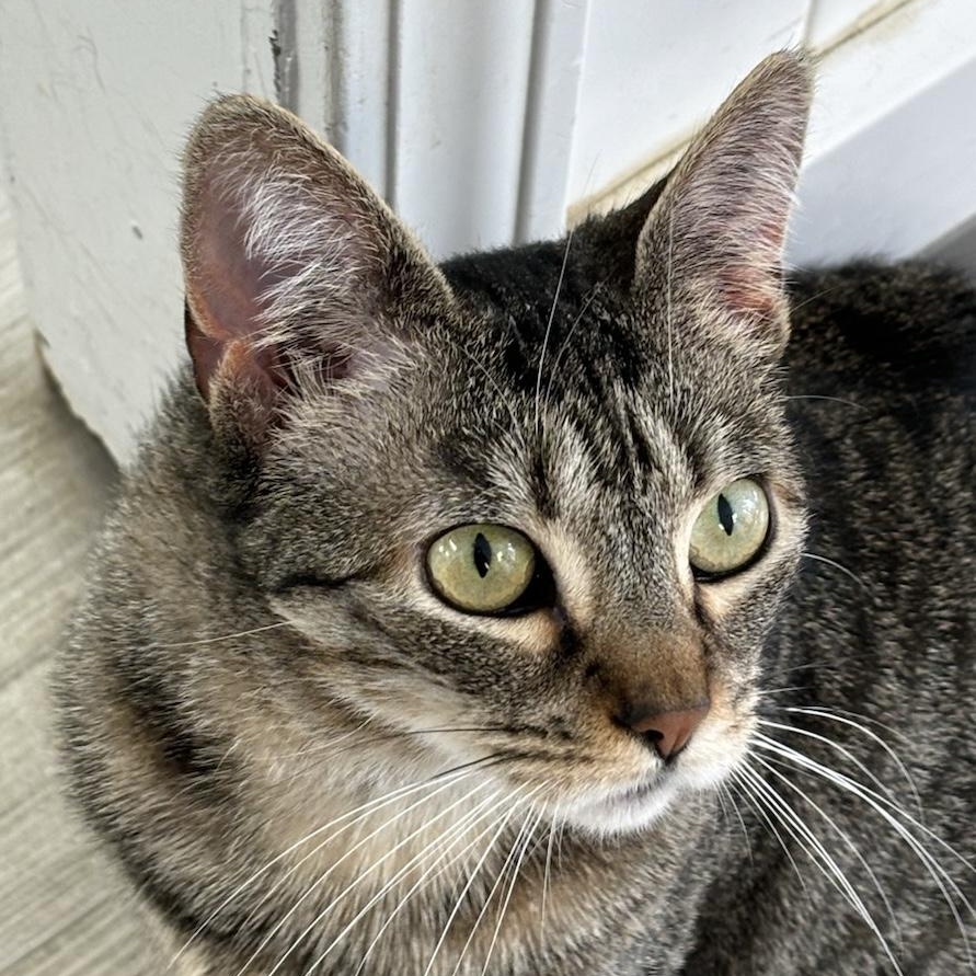 Enlarge Aruba, a Adoptable Domestic Short Hair in Colonia, NJ image 2/4