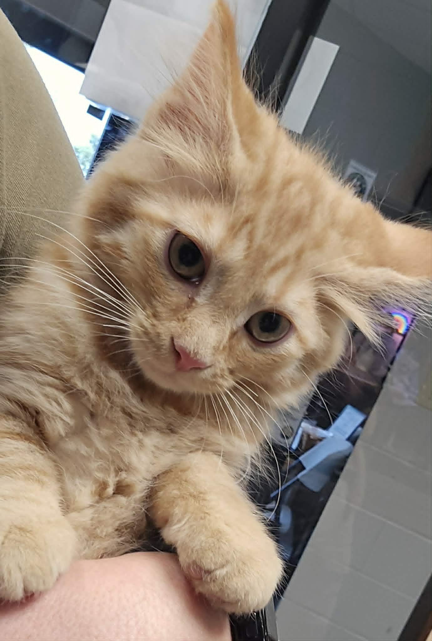 Rowdy, ADOPTABLE, Young Male Domestic Short Hair.