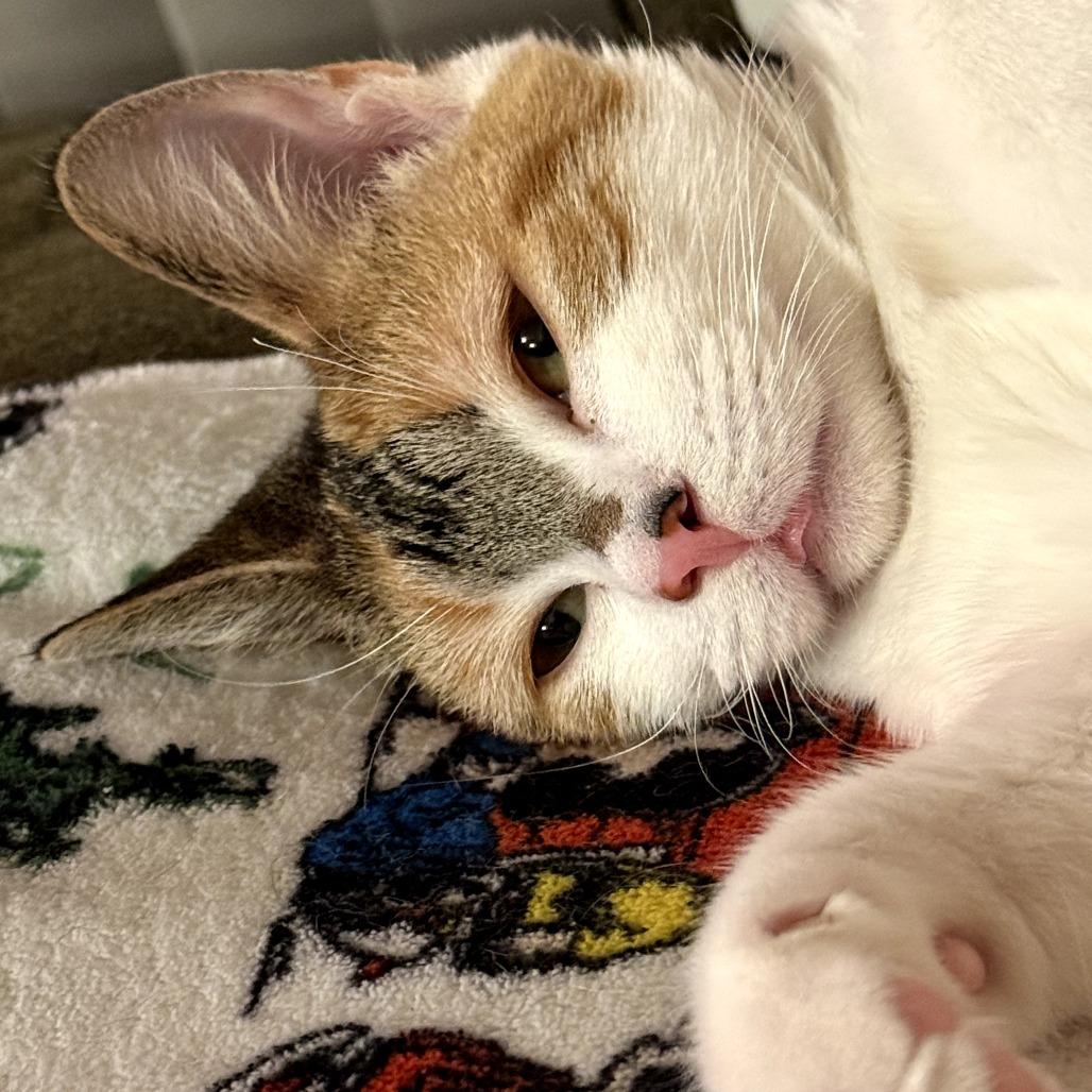 Enlarge Adina, a Adoptable Domestic Short Hair in Middle Village, NY image 1/5