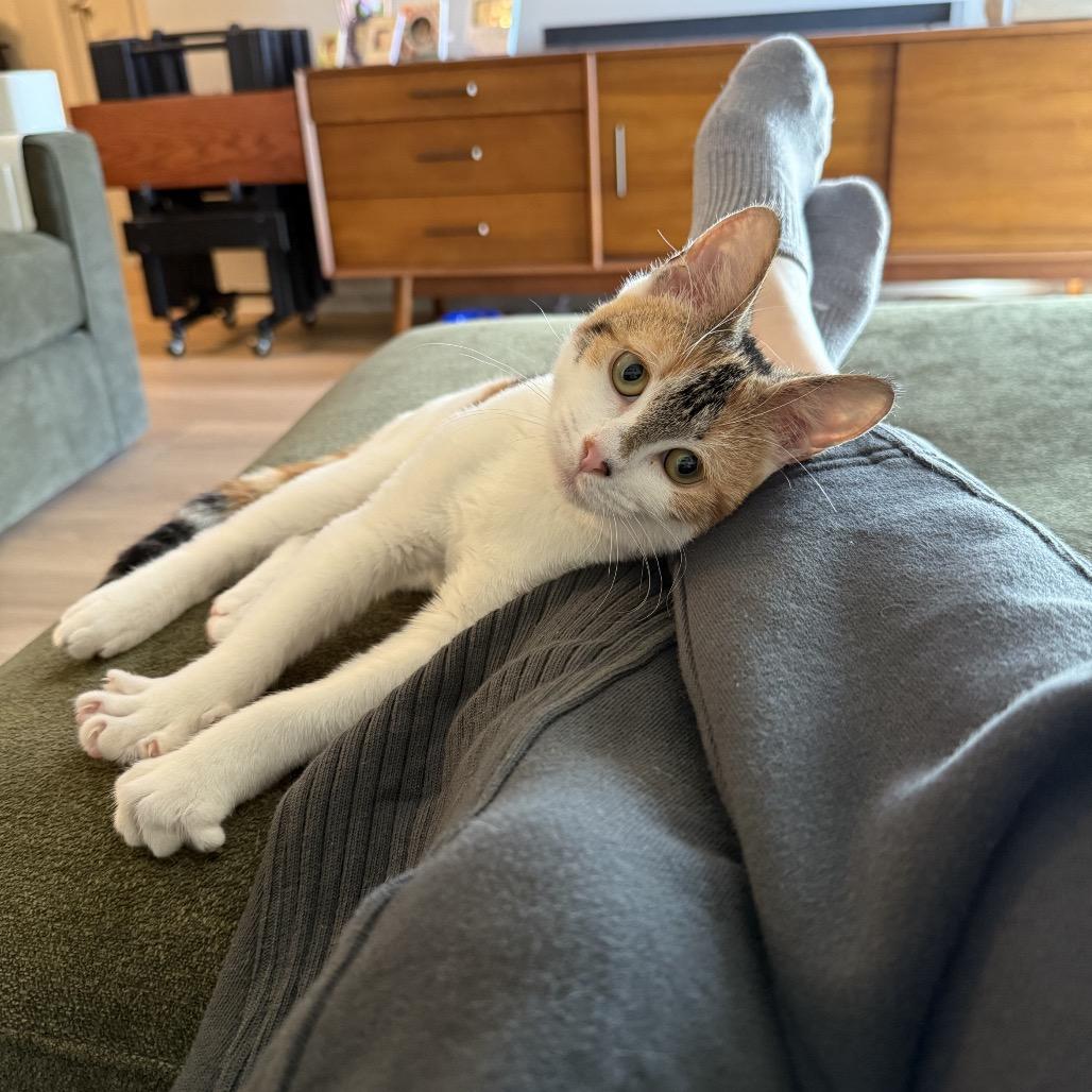 Enlarge Adina, a Adoptable Domestic Short Hair in Middle Village, NY image 2/5