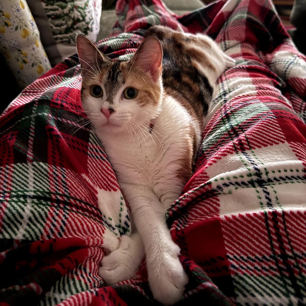 Enlarge Adina, a Adoptable Domestic Short Hair in Middle Village, NY image 3/5