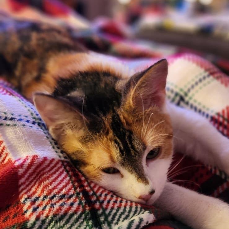 Enlarge Adina, a Adoptable Domestic Short Hair in Middle Village, NY image 4/5