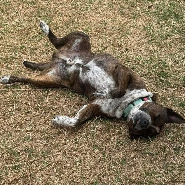 Enlarge Ash (20260425-03), an adopted mixed breed in Niagara on the Lake, ON image 6/6