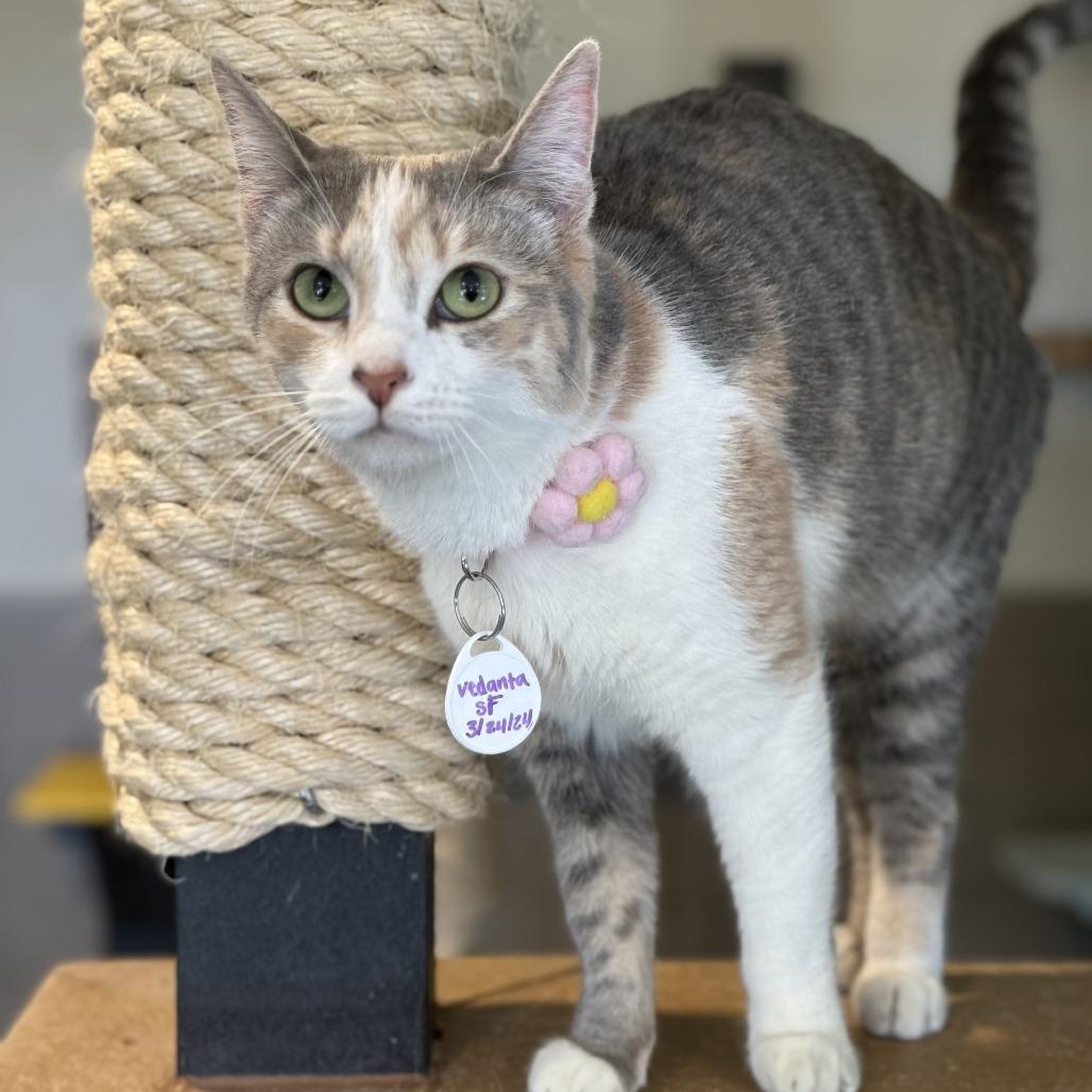 Vedanta — thumbnail 3