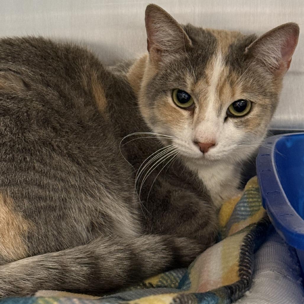 Vedanta — thumbnail 4