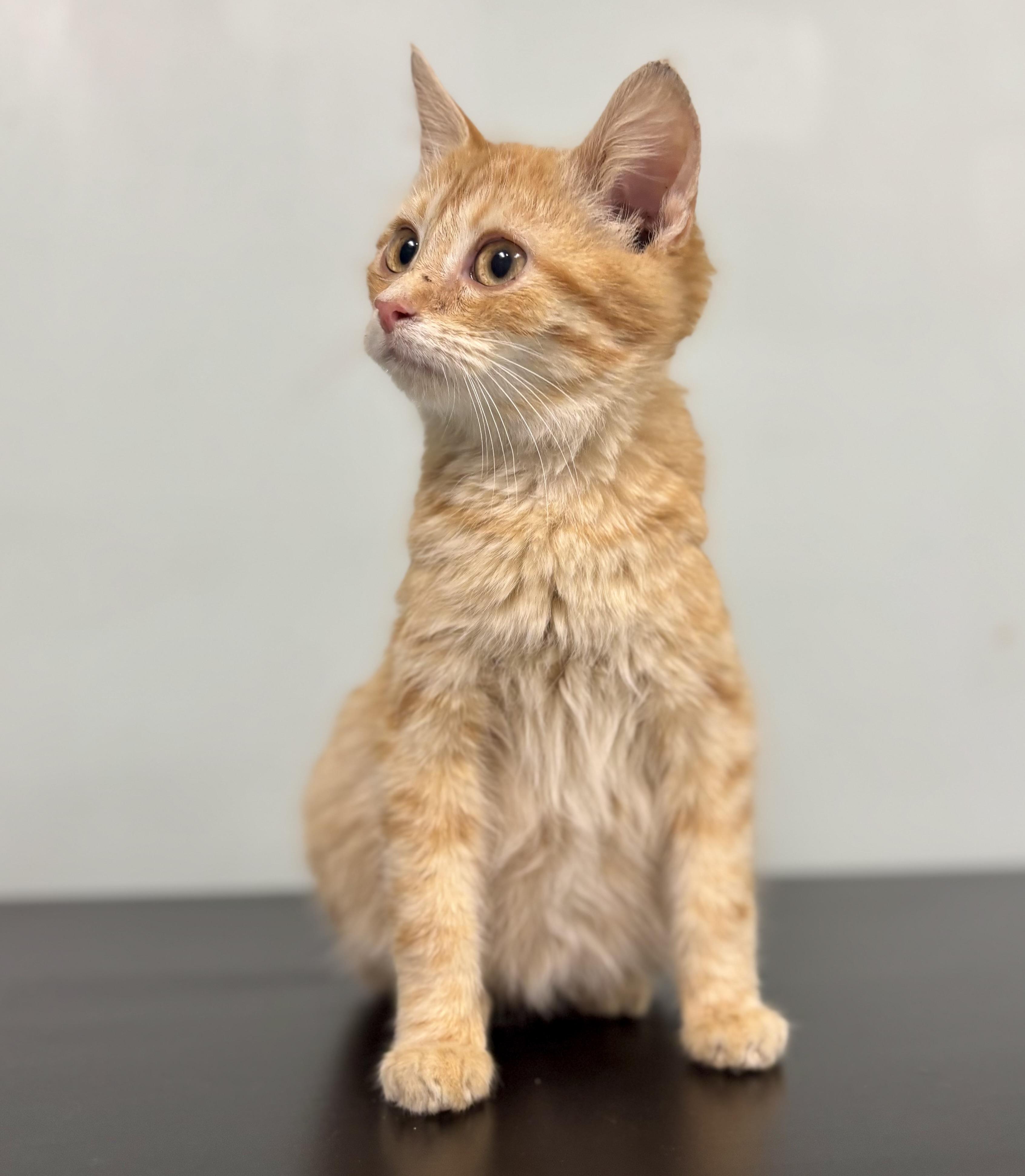 Arlo, a ADOPTABLE Domestic Medium Hair in Bardstown, KY image 4/5