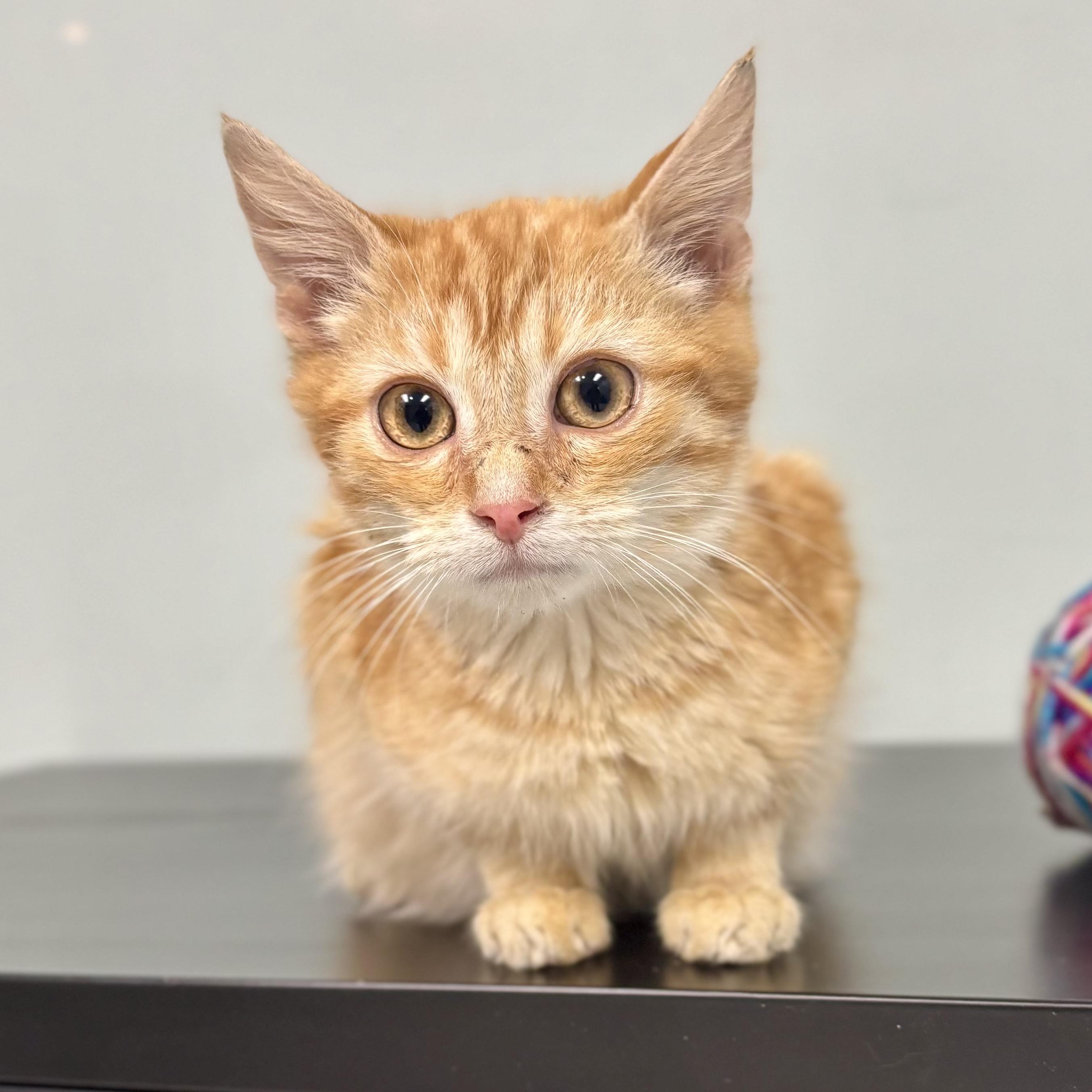 Arlo, a ADOPTABLE Domestic Medium Hair in Bardstown, KY image 3/5