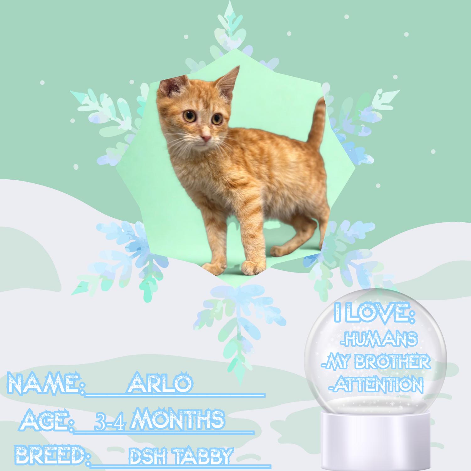 Arlo, a ADOPTABLE Domestic Medium Hair in Bardstown, KY image 2/5