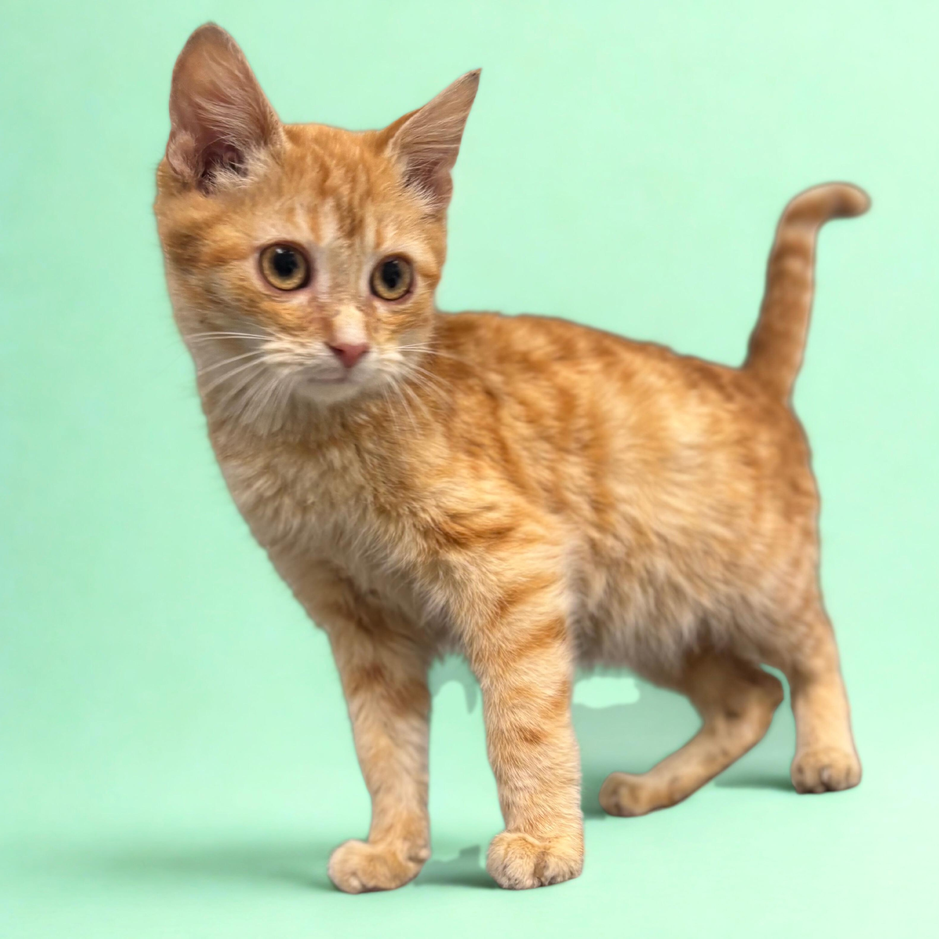 Arlo, ADOPTABLE, Kitten Male Domestic Medium Hair.