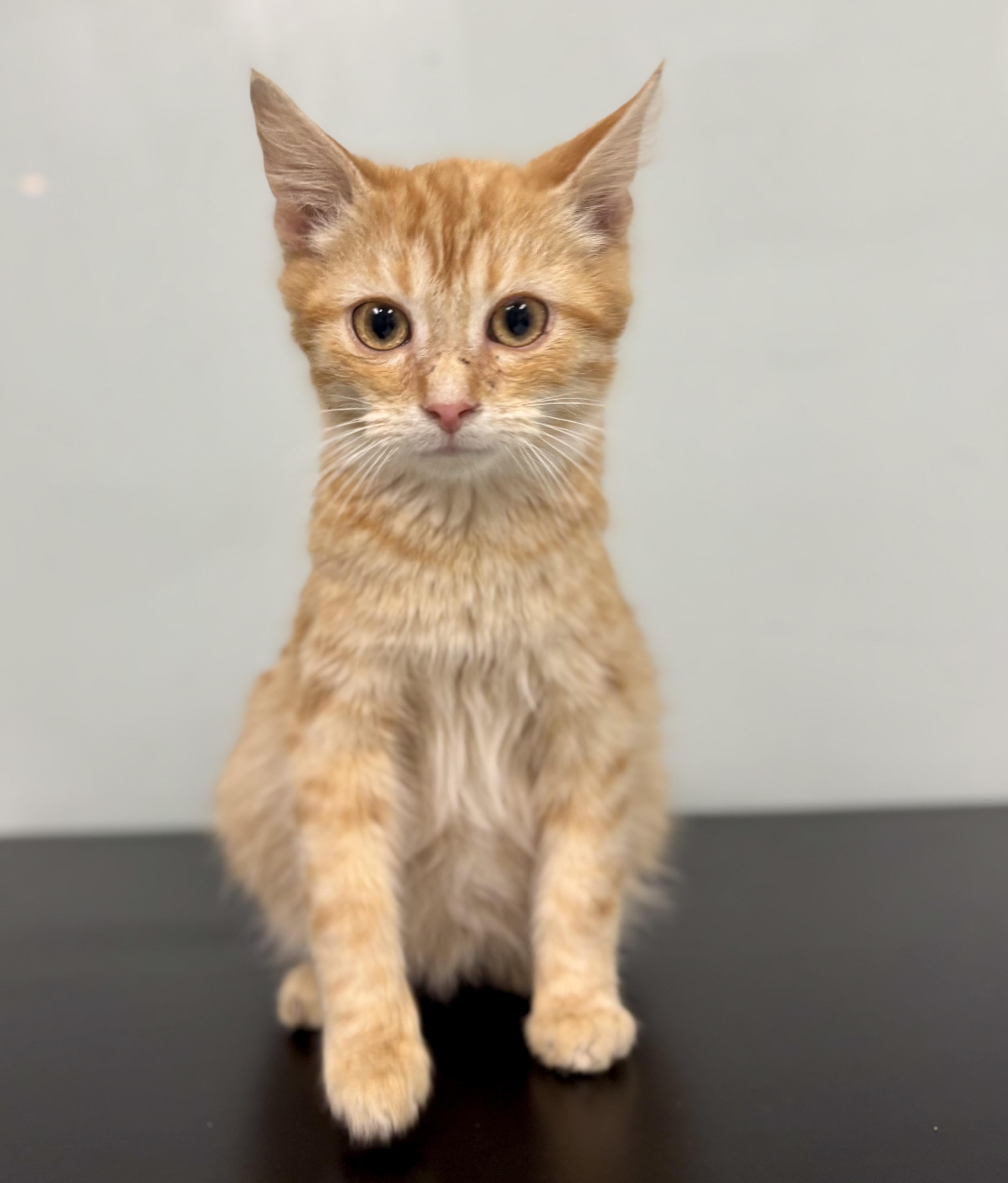 Arlo, a ADOPTABLE Domestic Medium Hair in Bardstown, KY image 5/5