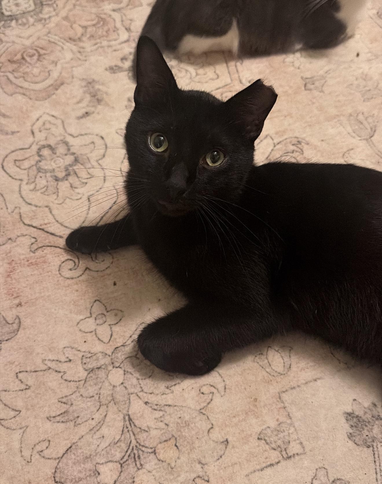Enlarge Tetris, a ADOPTABLE Domestic Short Hair in New York, NY image 1/3