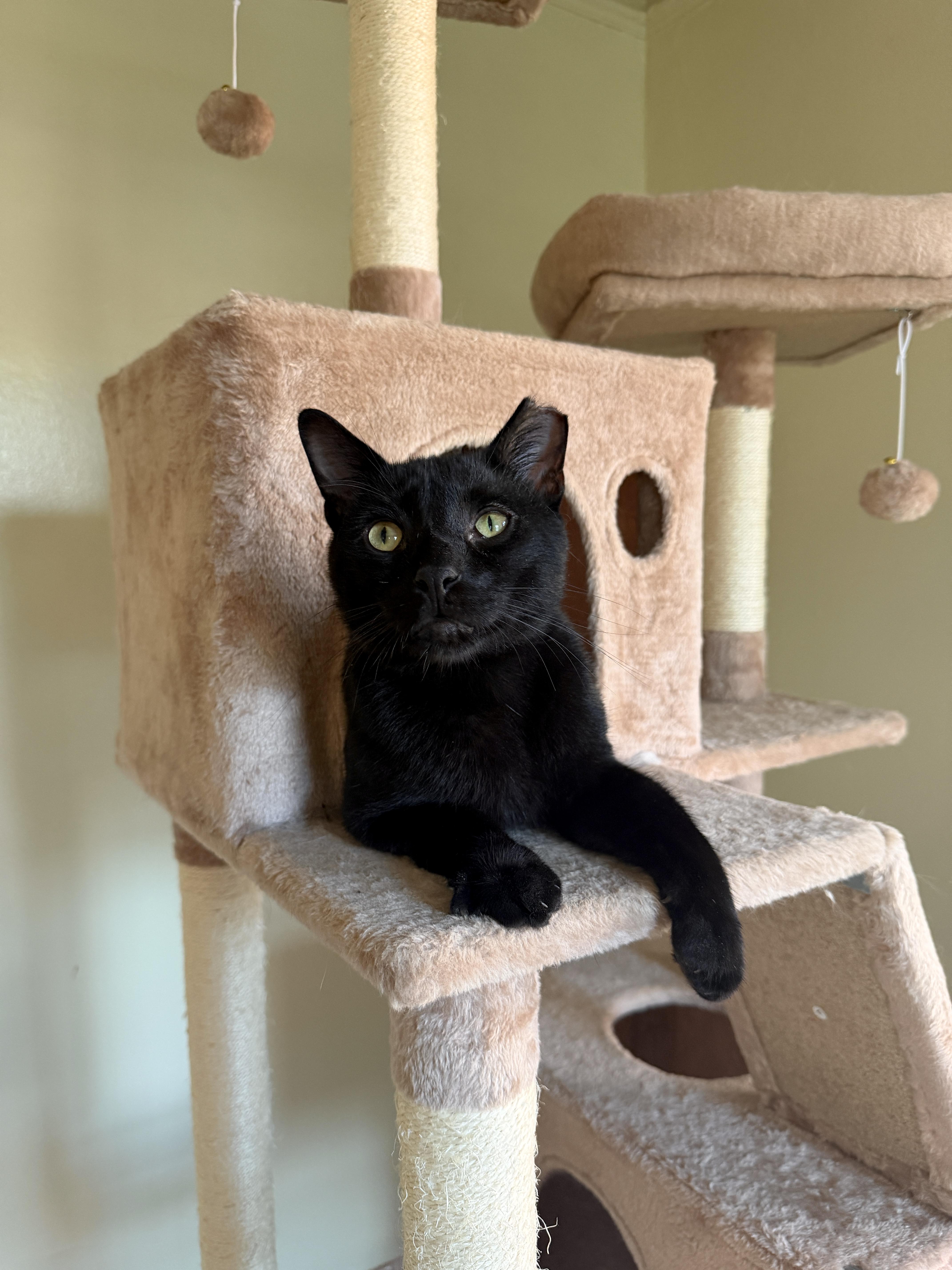 Enlarge Tetris, a ADOPTABLE Domestic Short Hair in New York, NY image 2/3
