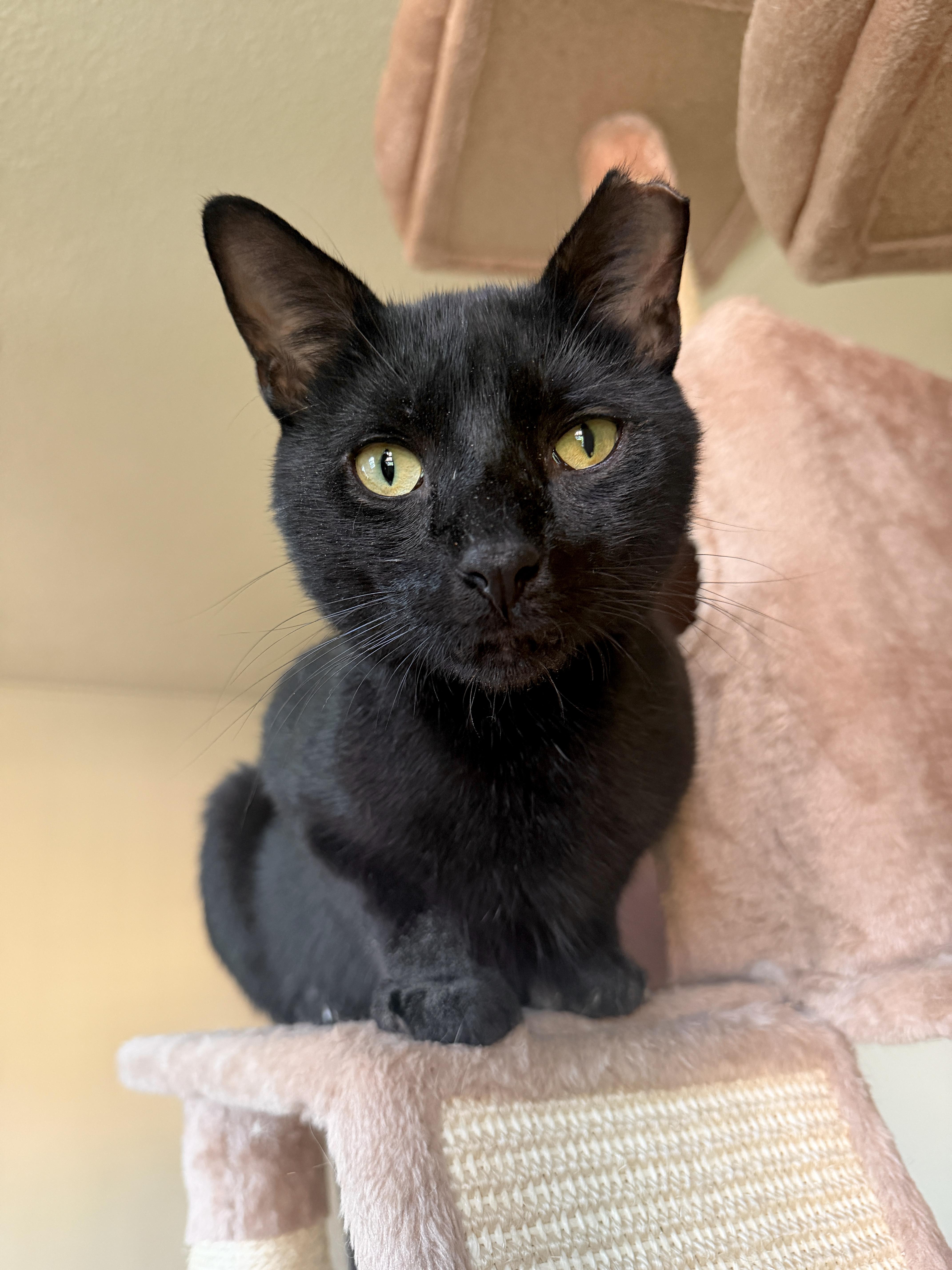 Tetris, ADOPTABLE, Young Male Domestic Short Hair.