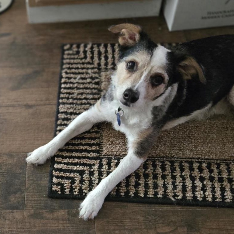 Tater Tot (bonded pair), a Adoptable mixed breed in Orange Park, FL image 3/6