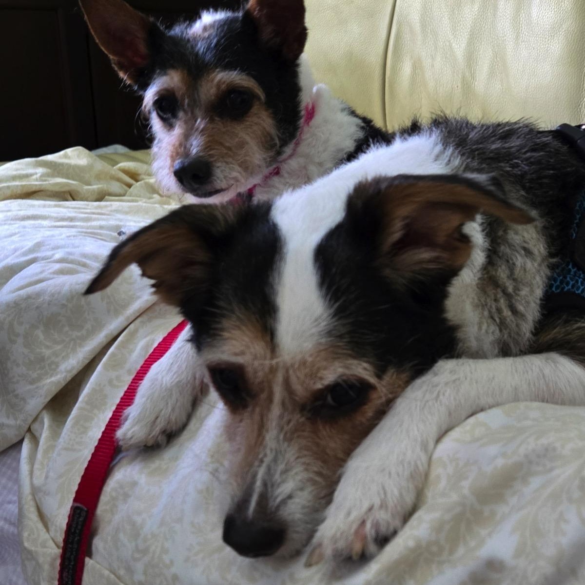Tater Tot (bonded pair), a Adoptable mixed breed in Orange Park, FL image 4/6