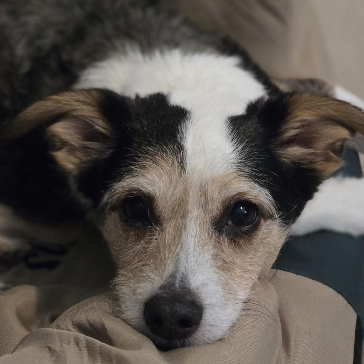 Tater Tot (bonded pair), Adoptable, Senior Male Chihuahua & Terrier.