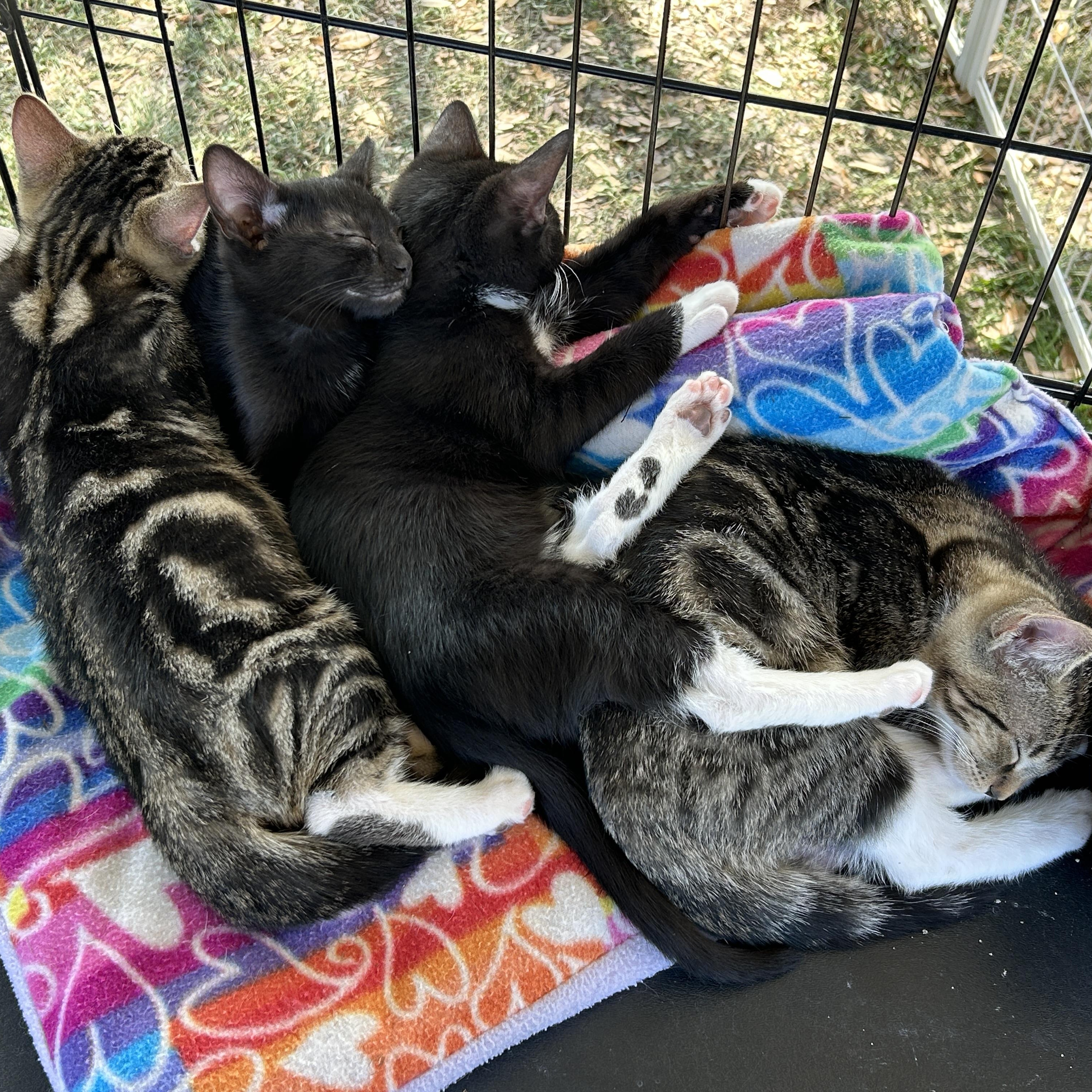 Enlarge Gilley, an adopted American Shorthair in Marble Falls, TX image 6/6