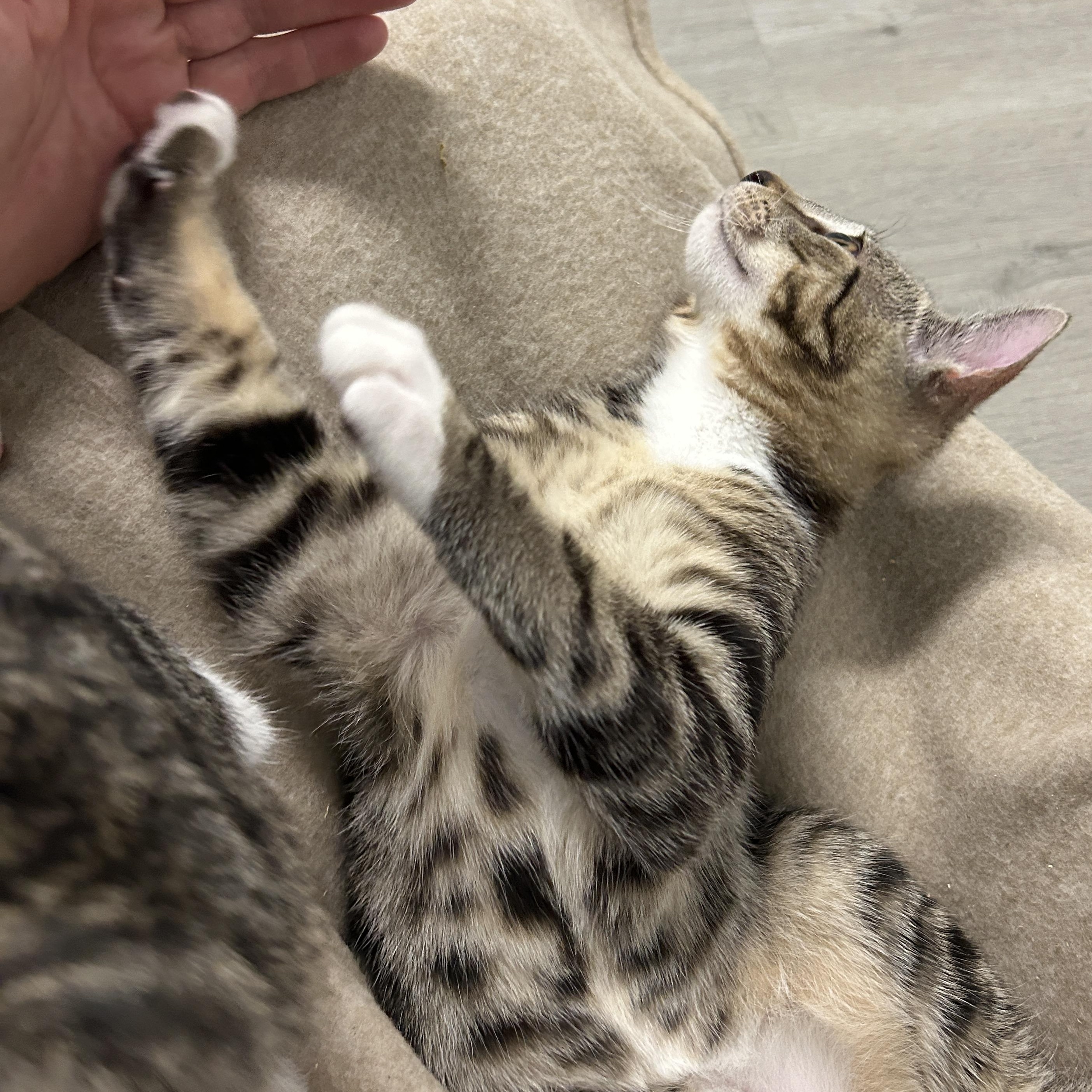 Enlarge Gilley, an adopted American Shorthair in Marble Falls, TX image 4/6