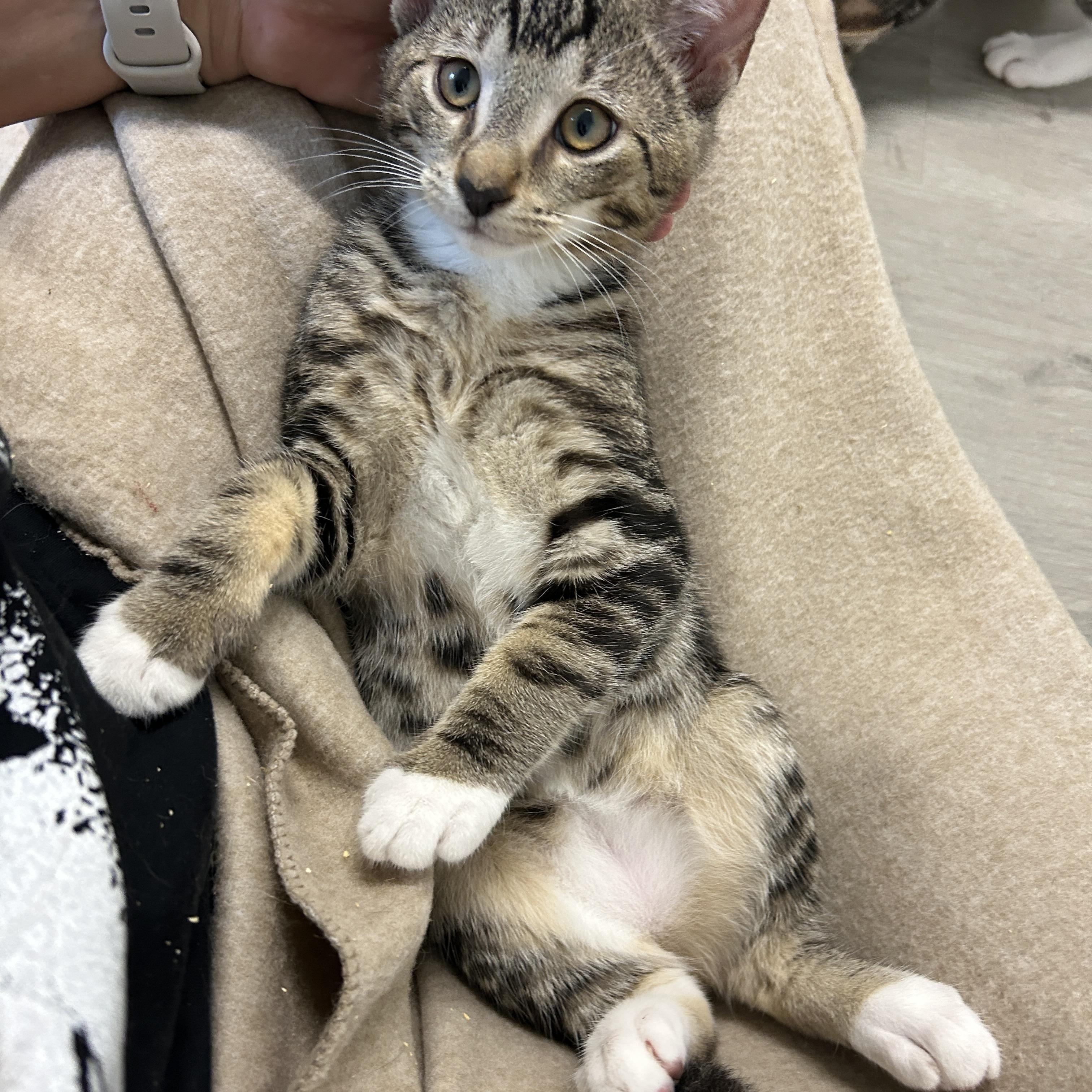 Enlarge Gilley, an adopted American Shorthair in Marble Falls, TX image 1/6