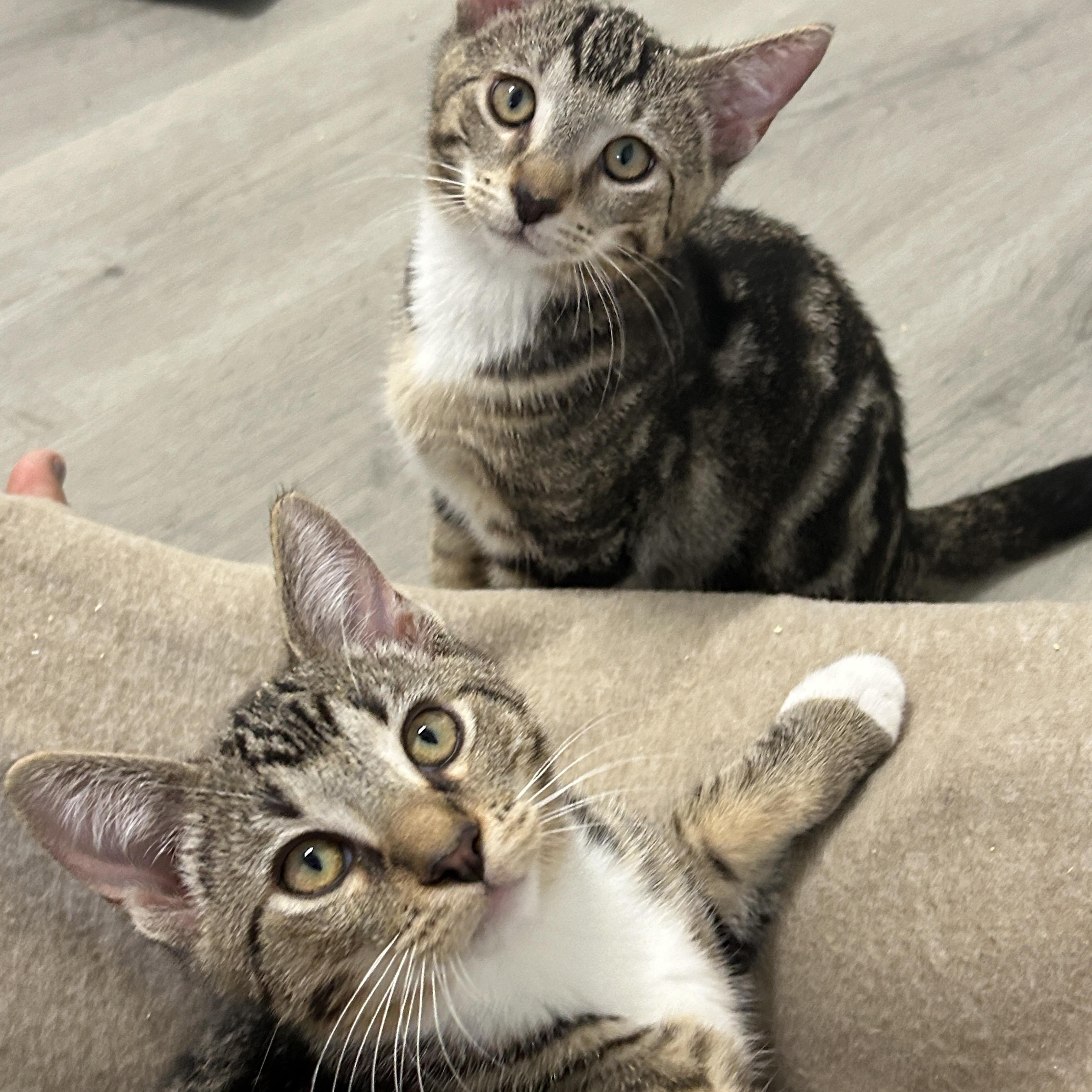Enlarge Gilley, an adopted American Shorthair in Marble Falls, TX image 3/6