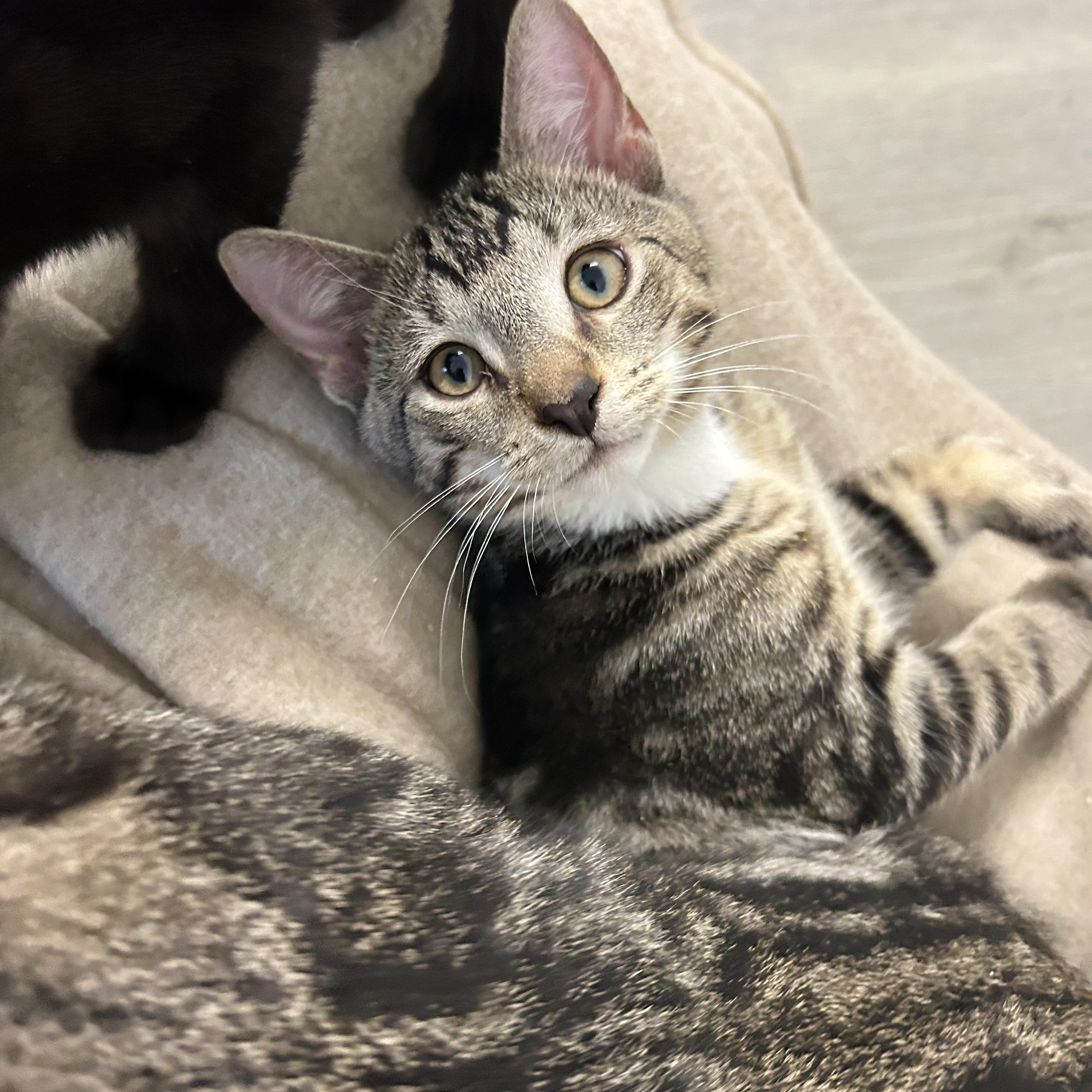 Enlarge Gilley, an adopted American Shorthair in Marble Falls, TX image 2/6