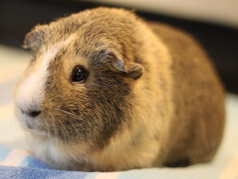 Enlarge Pablo and Peanut, a Adoptable Guinea Pig in Budd Lake, NJ image 5/6