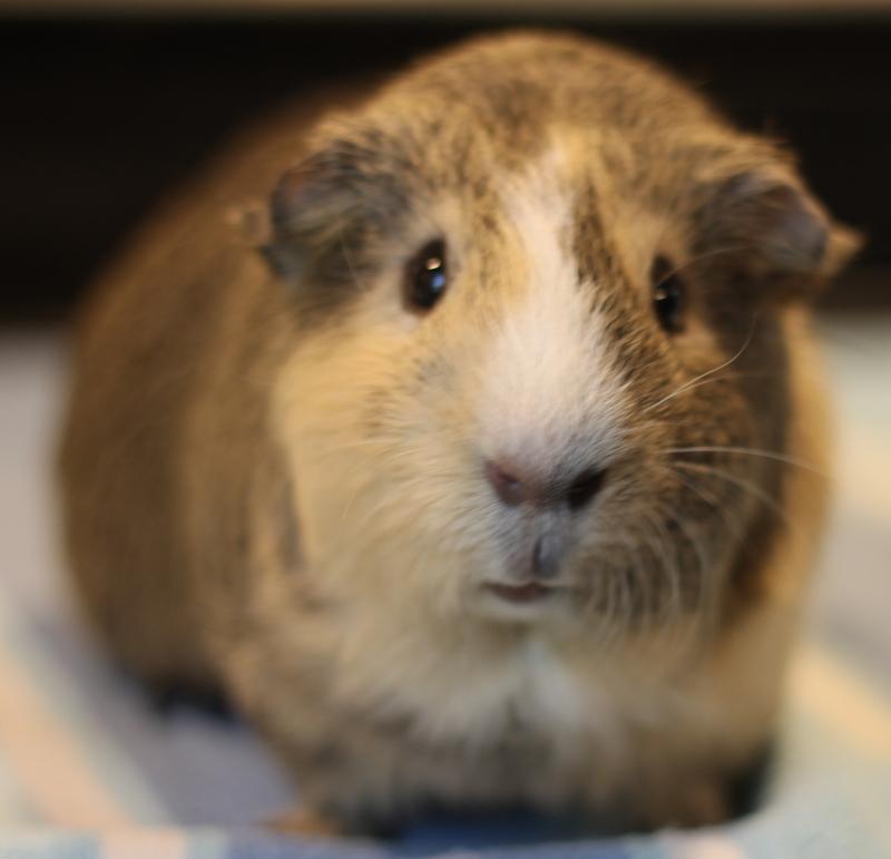 Enlarge Pablo and Peanut, a Adoptable Guinea Pig in Budd Lake, NJ image 6/6