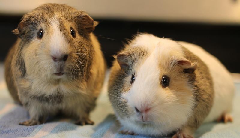 Pablo and Peanut, Adoptable, Young Male Guinea Pig.