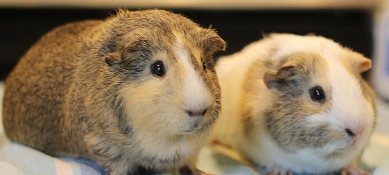 Enlarge Pablo and Peanut, a Adoptable Guinea Pig in Budd Lake, NJ image 2/6