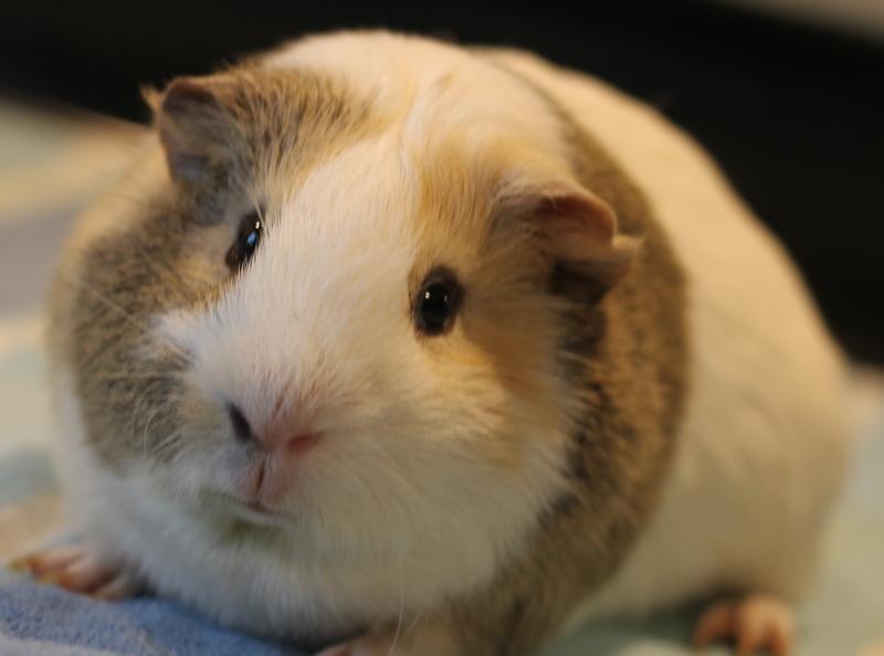 Enlarge Pablo and Peanut, a Adoptable Guinea Pig in Budd Lake, NJ image 3/6
