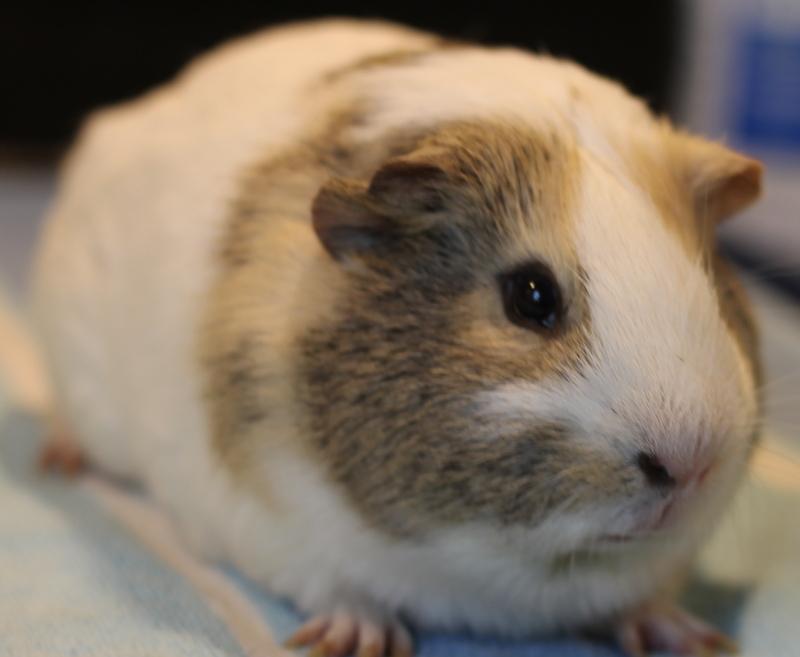 Enlarge Pablo and Peanut, a Adoptable Guinea Pig in Budd Lake, NJ image 4/6