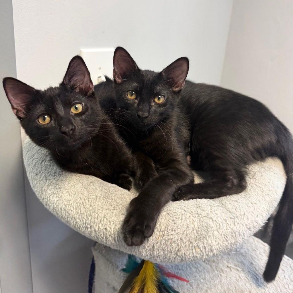 Tilly, Adoptable, Young Female Domestic Short Hair.