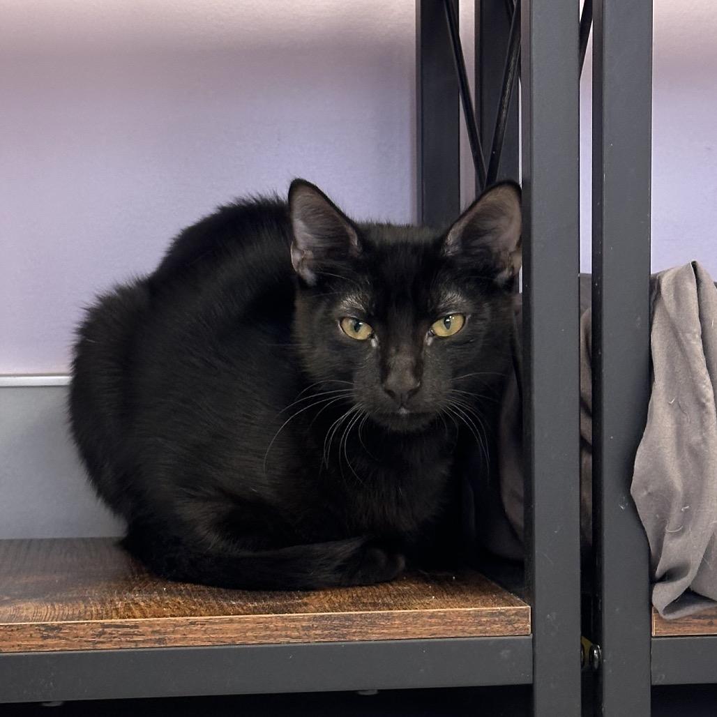 Enlarge Tilly, a Adoptable Domestic Short Hair in Boston, MA image 2/4