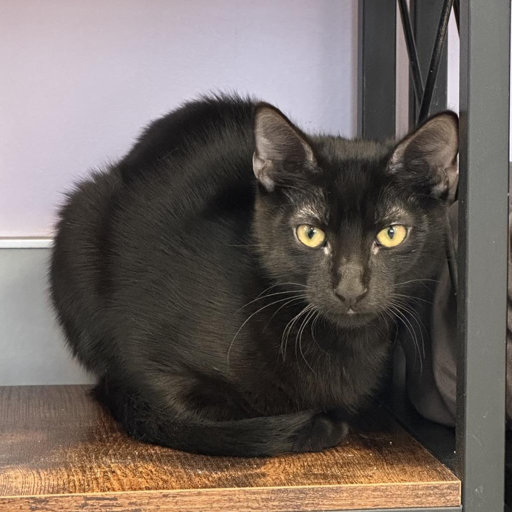 Enlarge Tilly, a Adoptable Domestic Short Hair in Boston, MA image 3/4