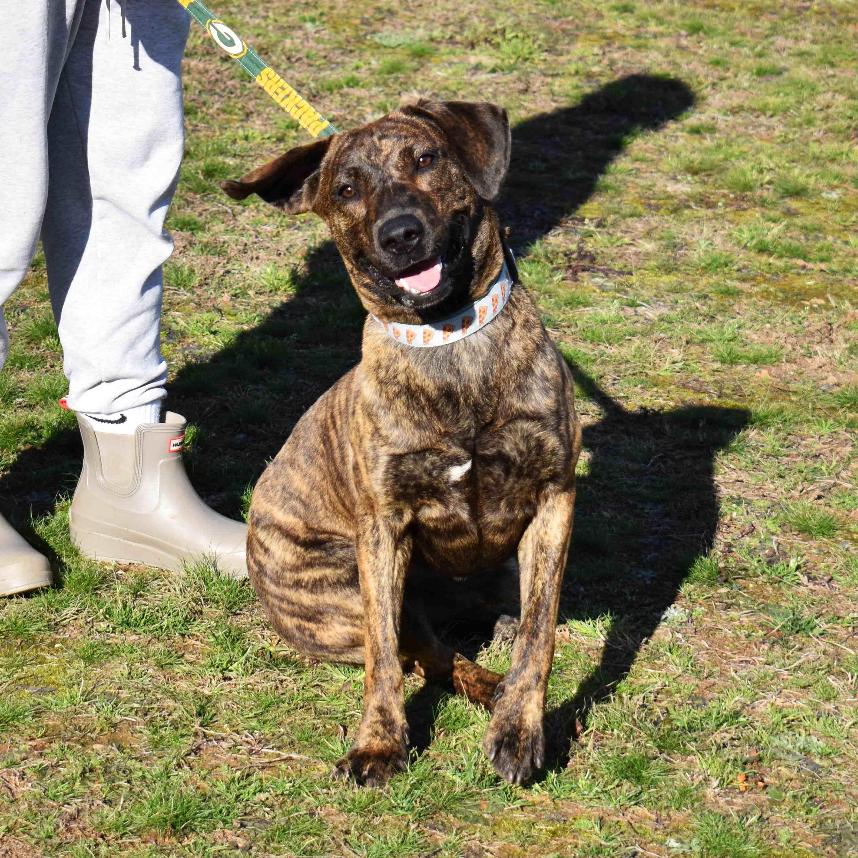 Rosie, ADOPTABLE, Adult Female Mixed Breed.