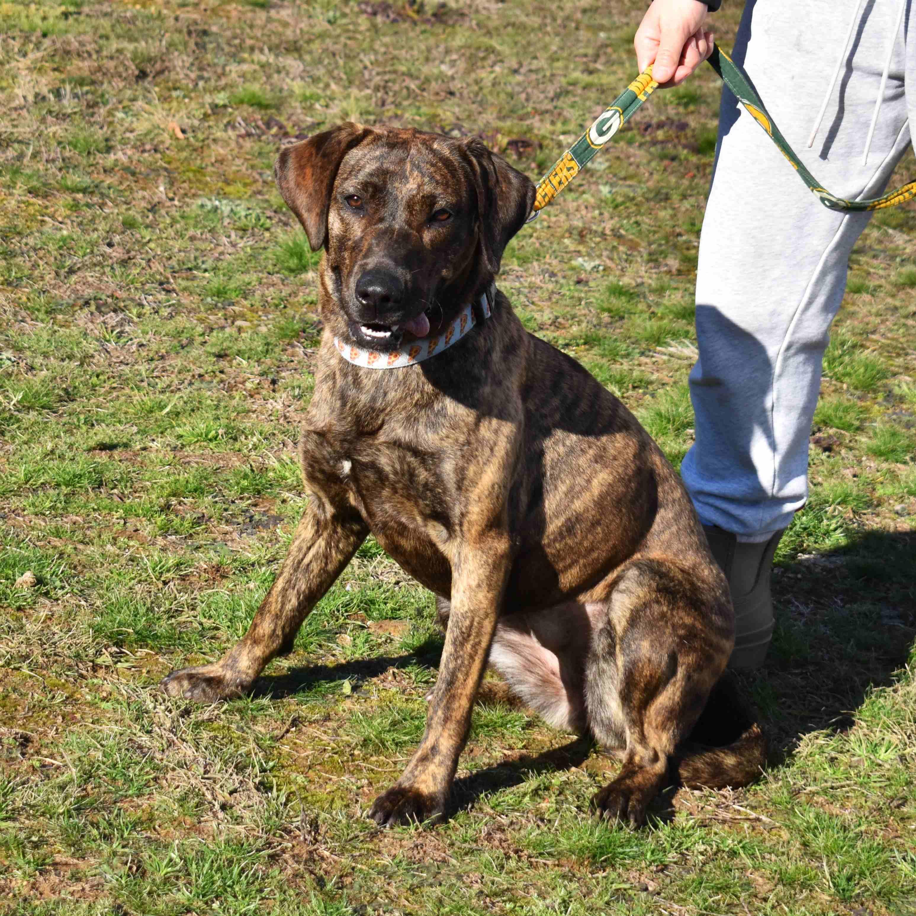 Rosie, ADOPTABLE, Adult Female Mixed Breed.