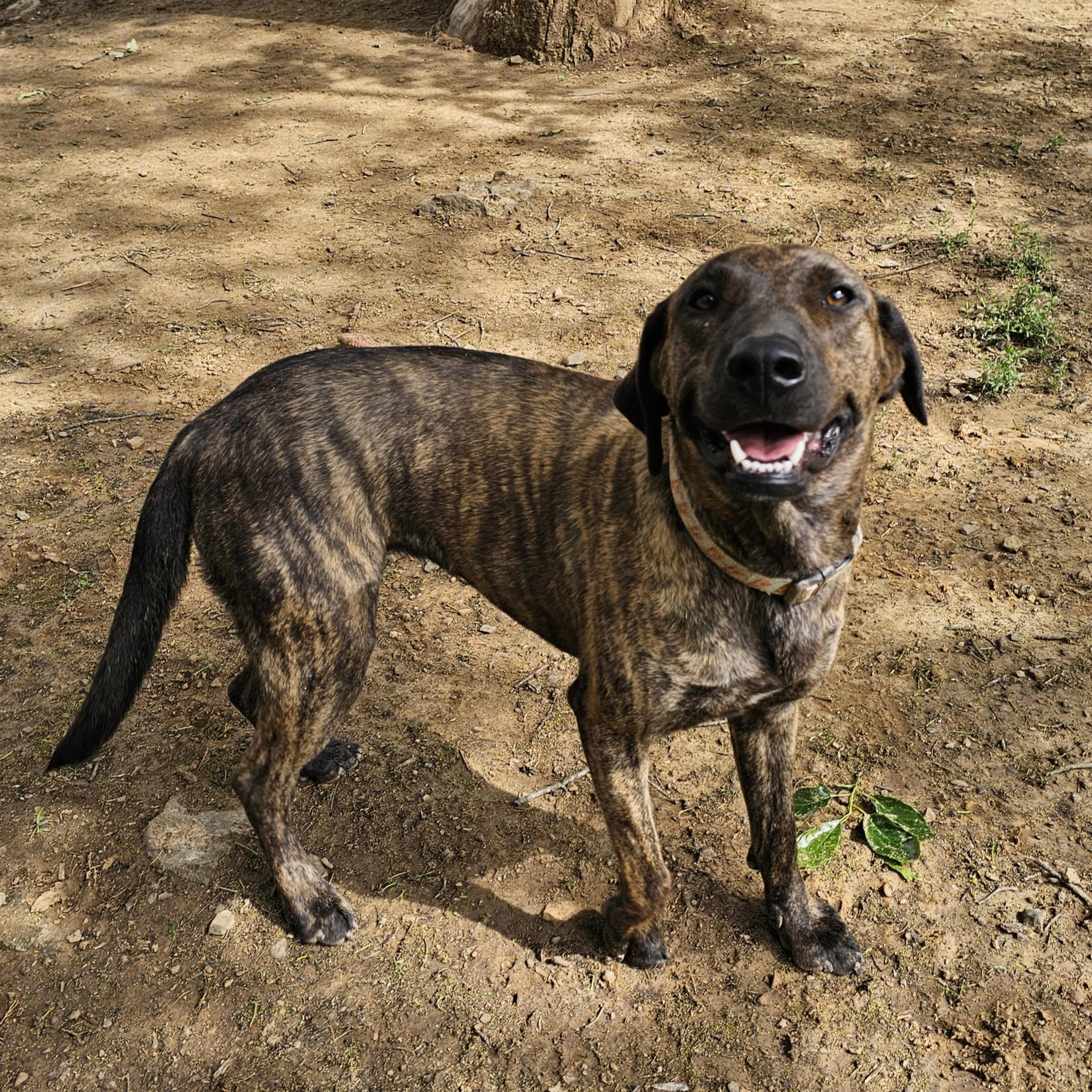 Rosie, a ADOPTABLE Mixed Breed in Searcy, AR image 6/6