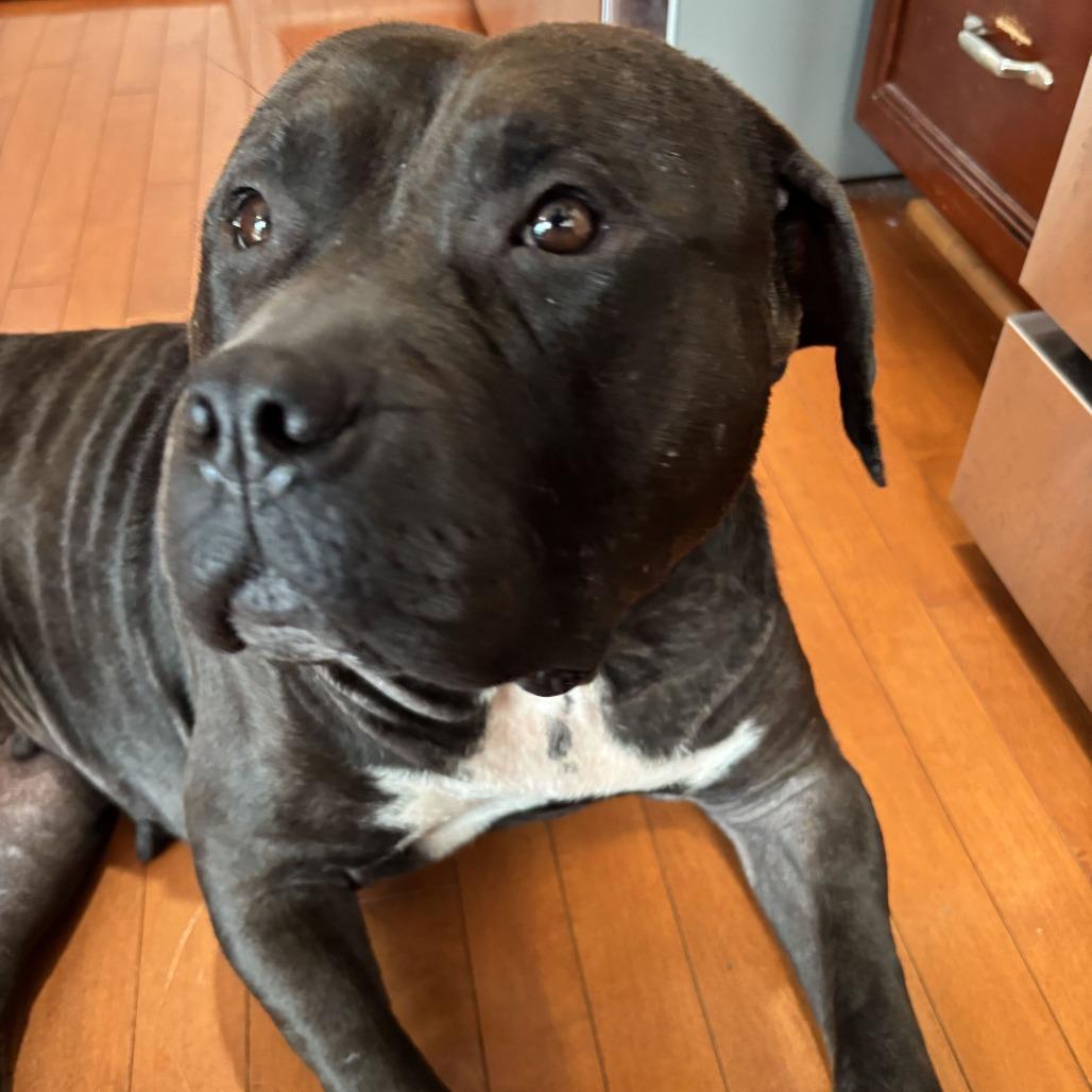 Enlarge Ivy fka Emily, a Adoptable American Bulldog in York, PA image 1/6