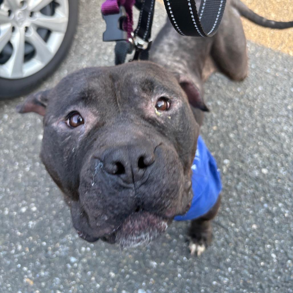 Enlarge Ivy fka Emily, a Adoptable American Bulldog in York, PA image 5/6