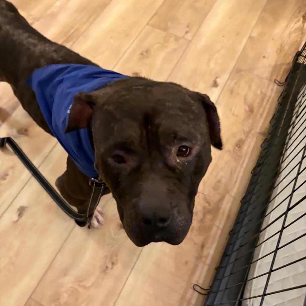 Enlarge Ivy fka Emily, a Adoptable American Bulldog in York, PA image 6/6