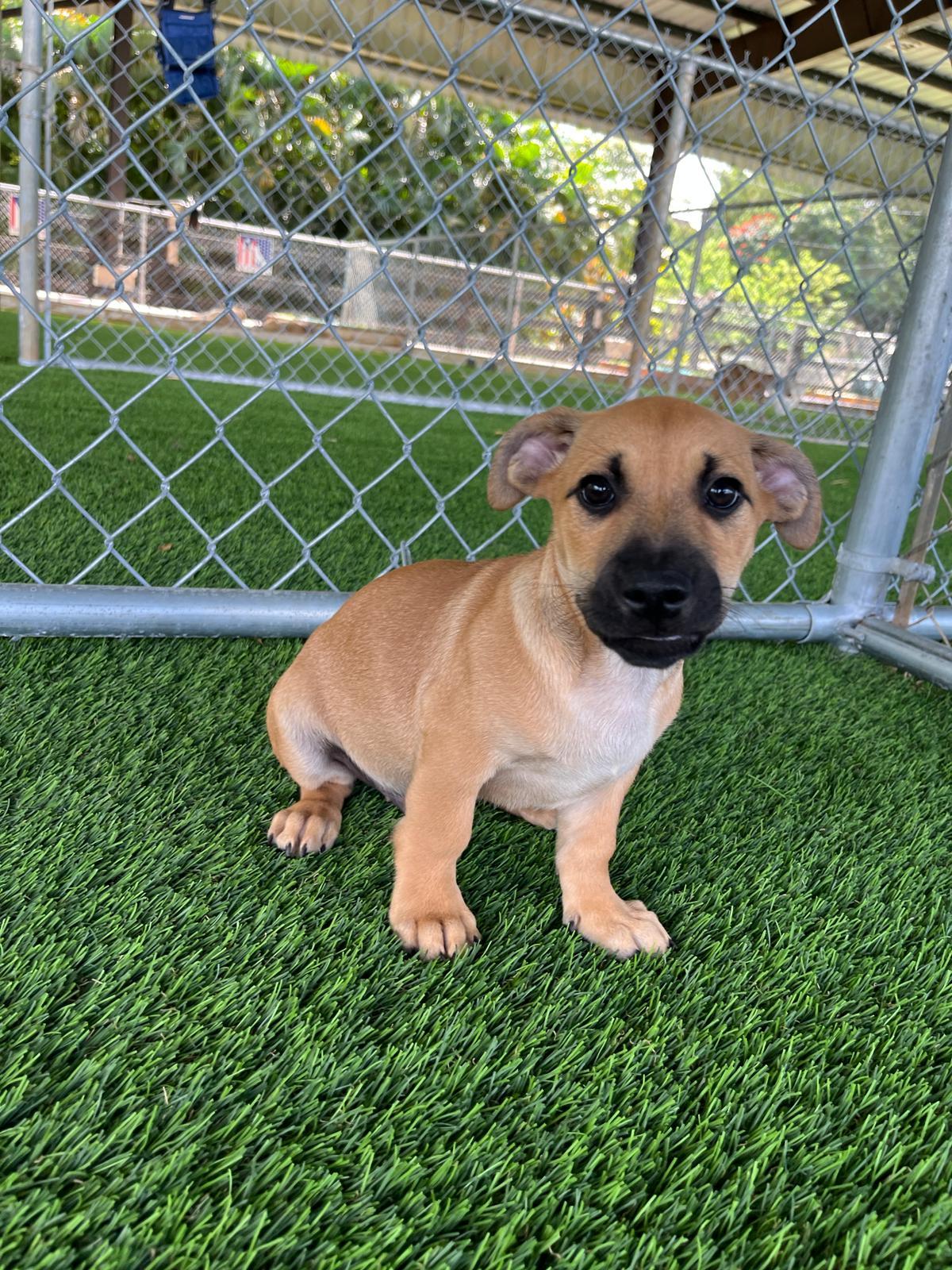 Max Verstappen, an adopted Mixed Breed in Morristown, NJ image 1/4