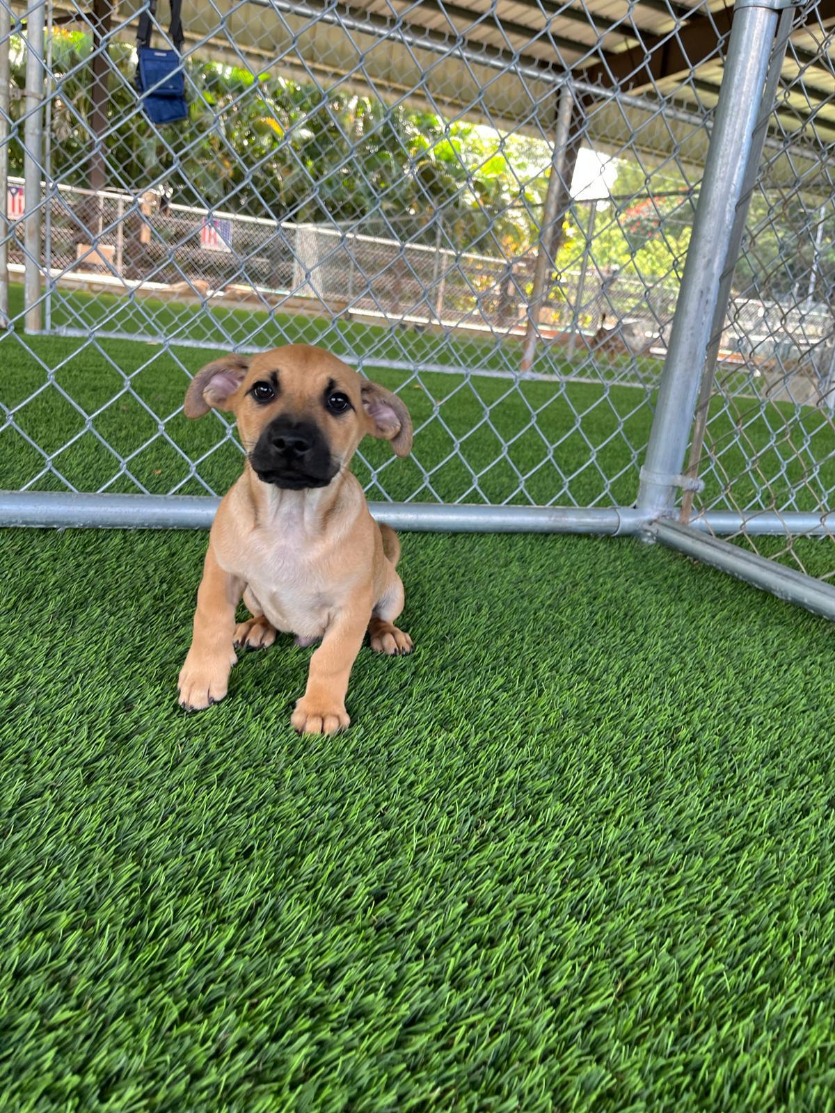 Max Verstappen, an adopted Mixed Breed in Morristown, NJ image 2/4