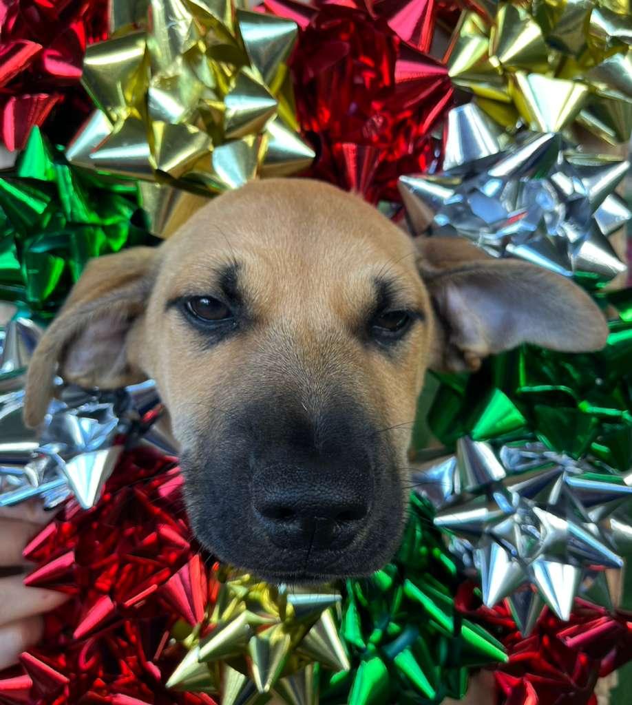 Max Verstappen, an adopted Mixed Breed in Morristown, NJ image 3/4