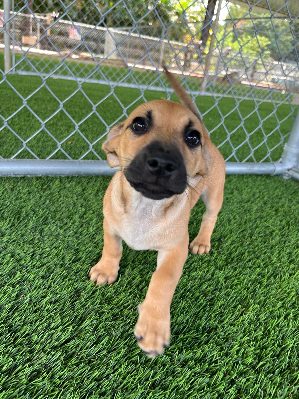 Max Verstappen, an adopted Mixed Breed in Morristown, NJ image 4/4