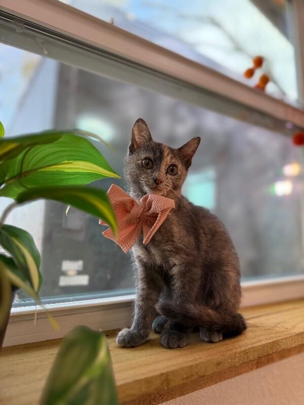 Mantis Guardians — thumbnail 2