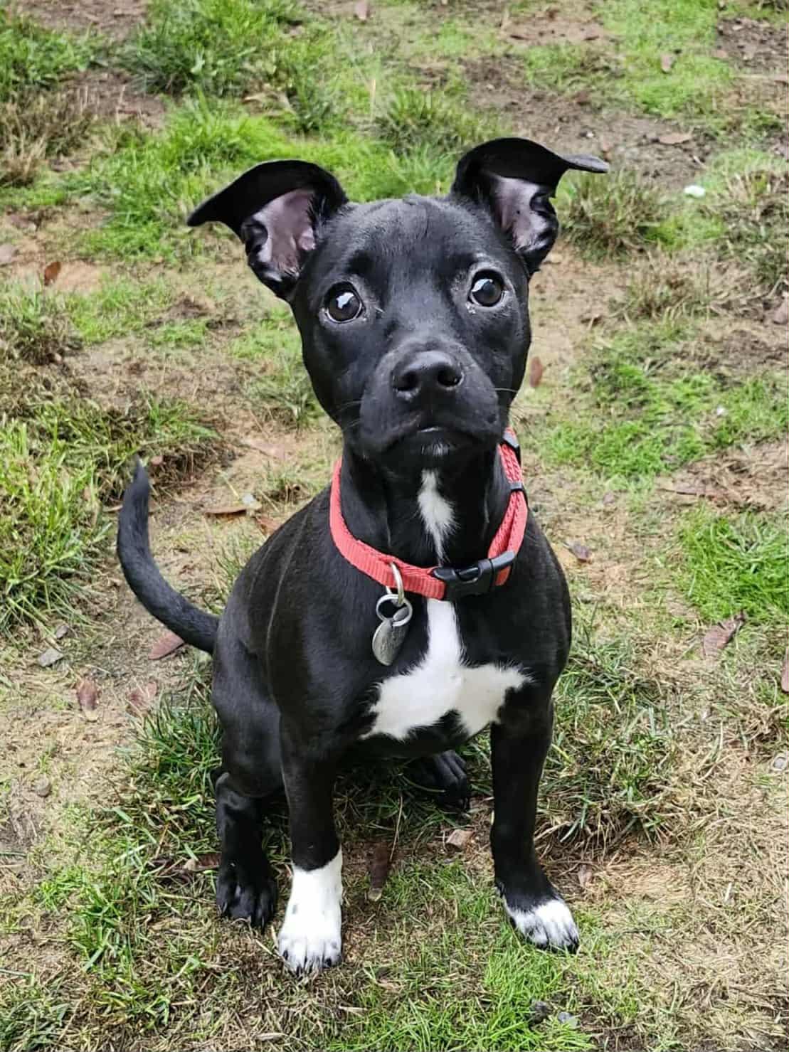 Enlarge Peppa, a Adopted mixed breed in Seattle, WA image 1/1