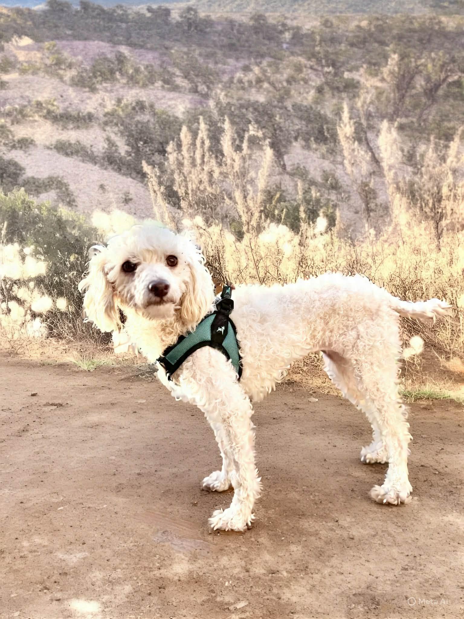 Enlarge Scarlett, a Adoptable Miniature Poodle in Georgetown , CA image 1/1